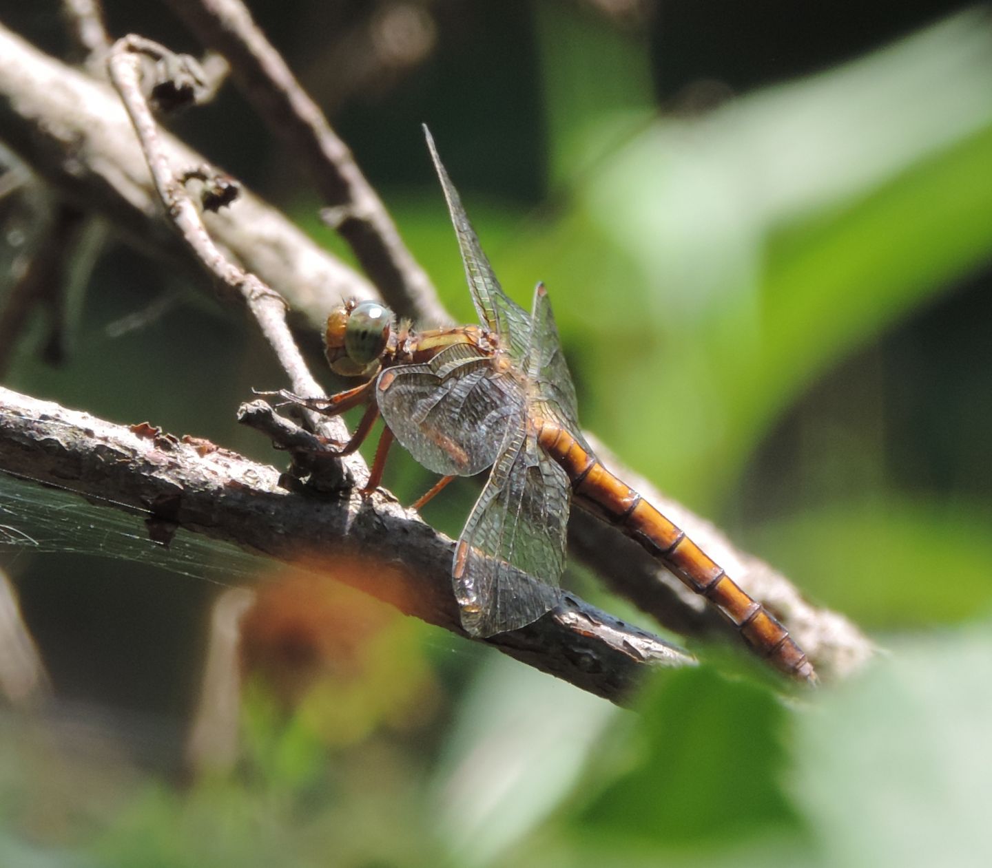 Orthetrum? s, O. coerulescens