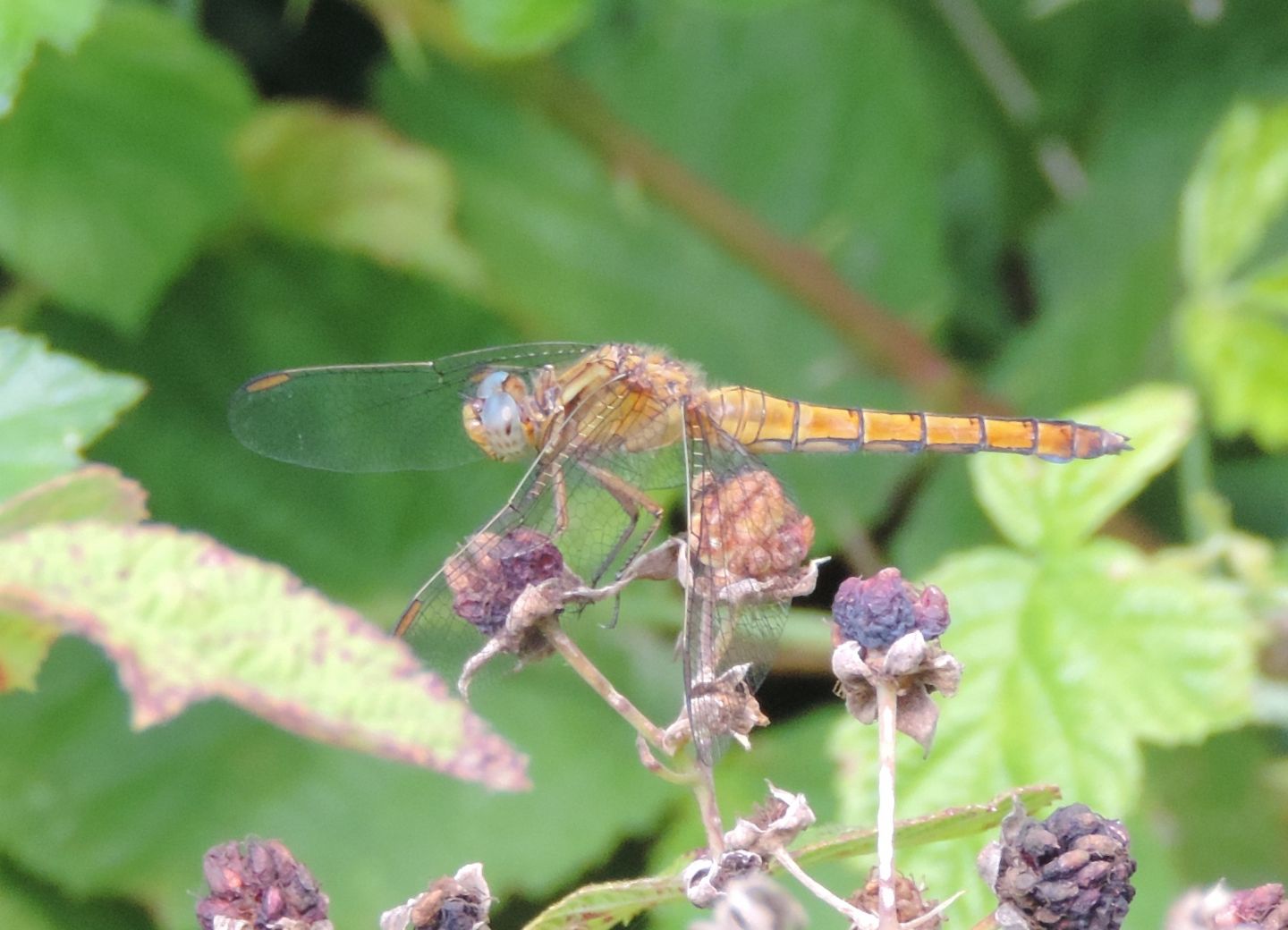 quale Orthetrum?  O. coerulescens