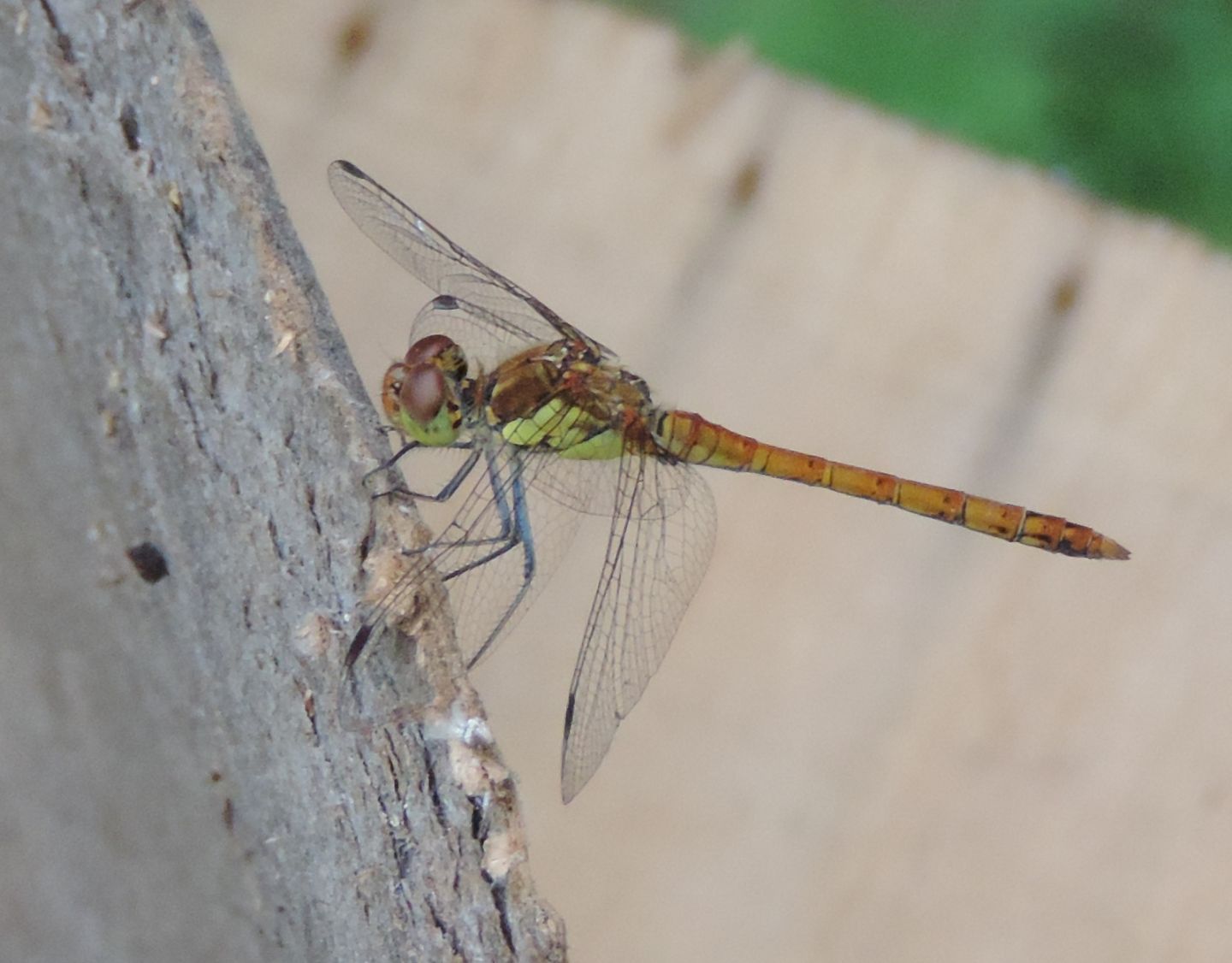 Sympetrum meridionale? no, striolatum