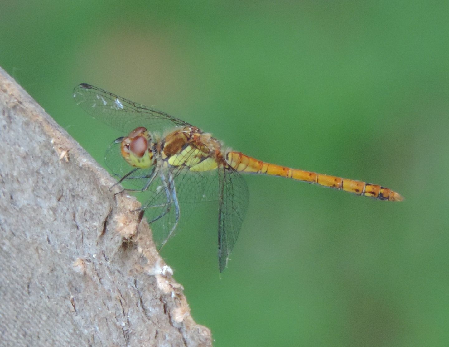 Sympetrum meridionale? no, striolatum