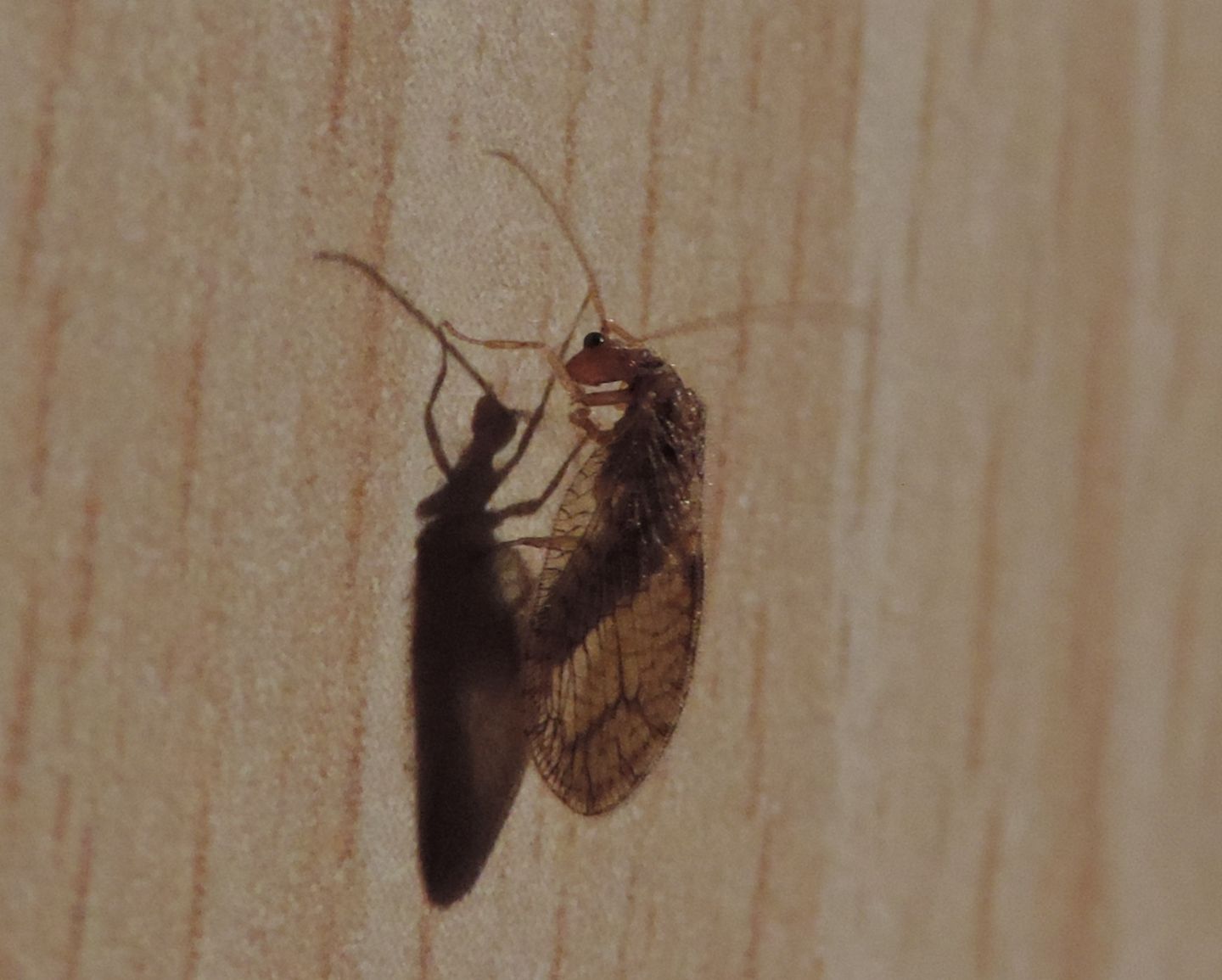 Hemerobiidae: Micromus angulatus?  S !