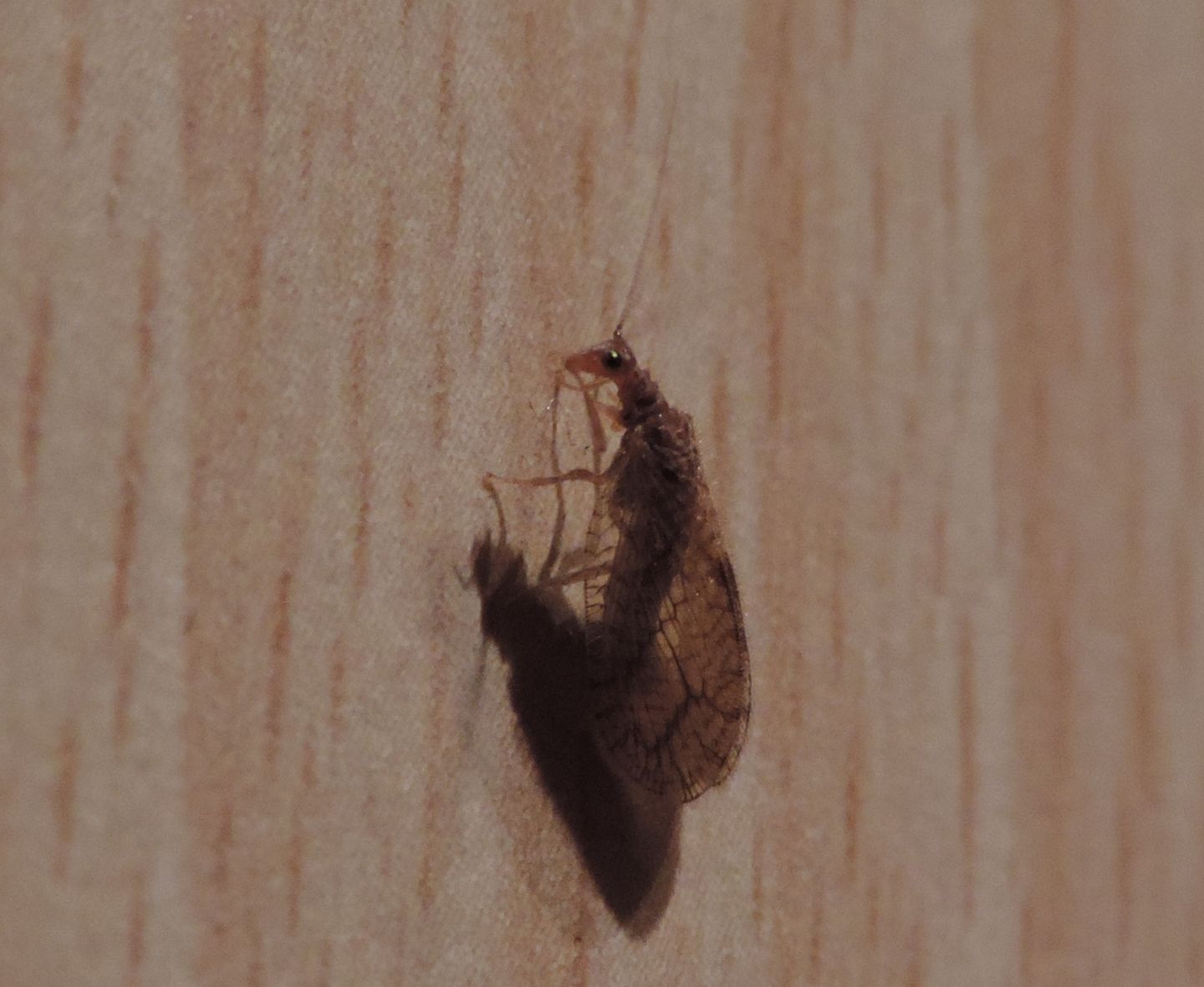 Hemerobiidae: Micromus angulatus?  S !