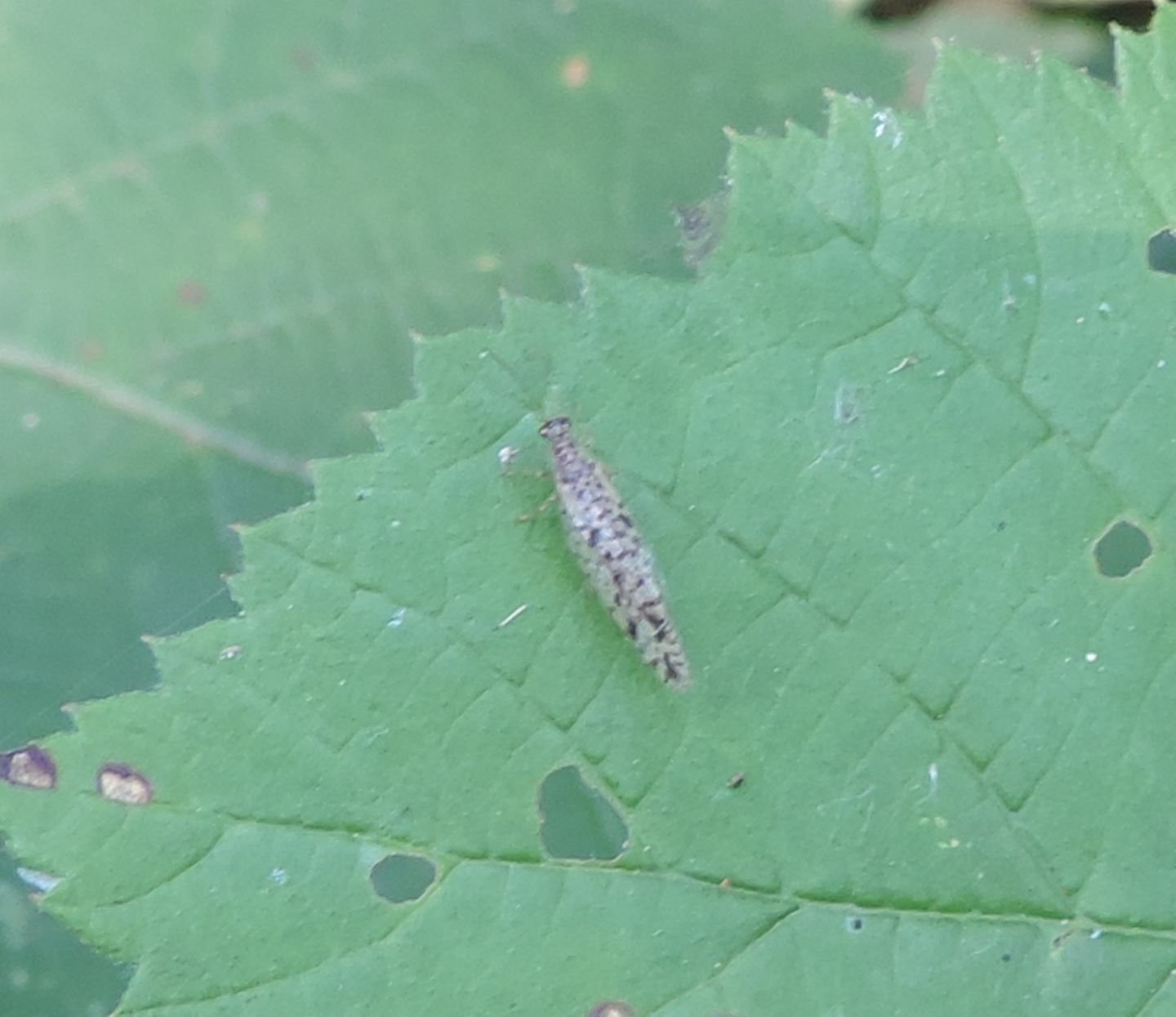 Hemerobiidae: Micromus variegatus? ...cfr. Micromus variegatus