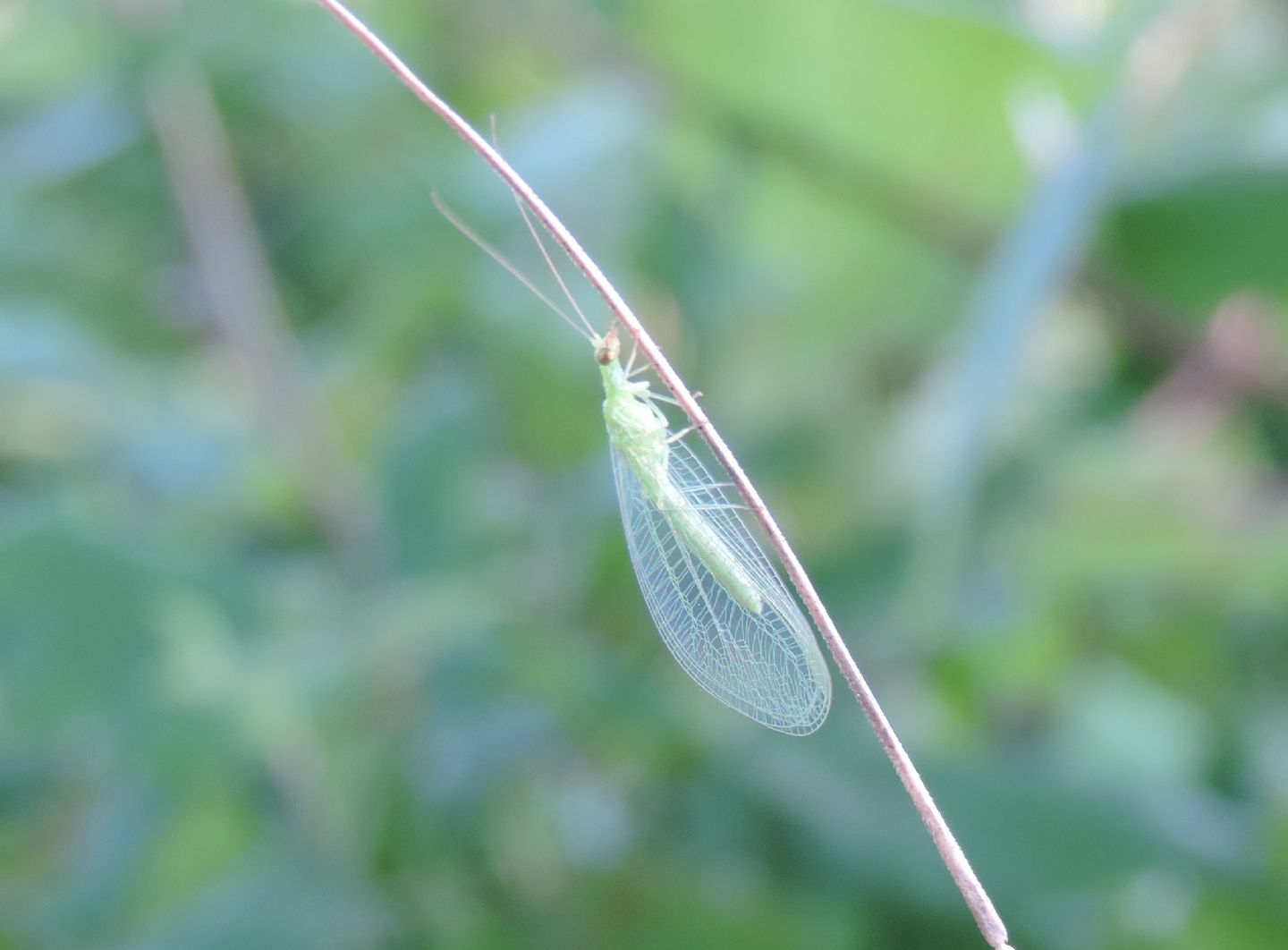 Chrysopidae da identificare