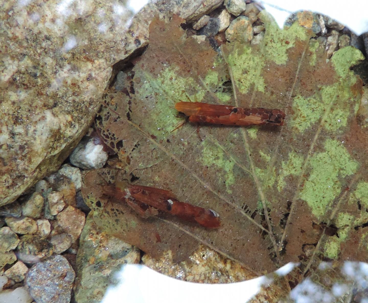 Tricotteri da identificare - Limnephilidae