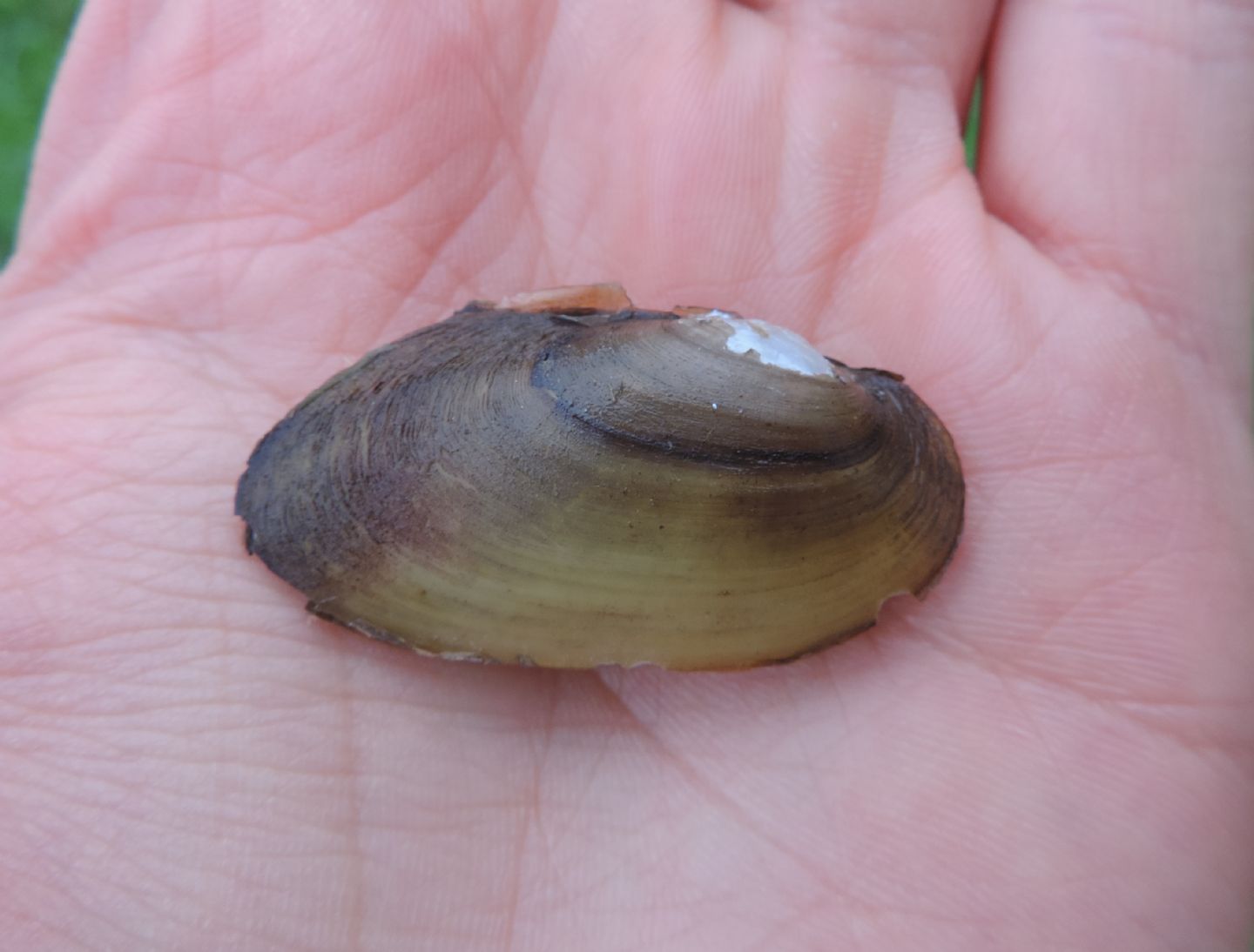 Unionidae: Unio sp.