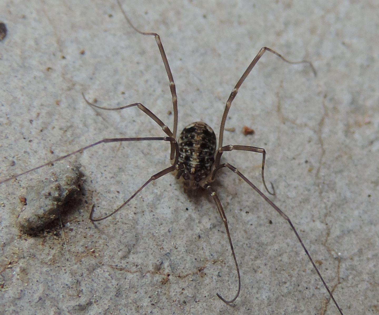 Nelima sp. - Sclerosomatidae