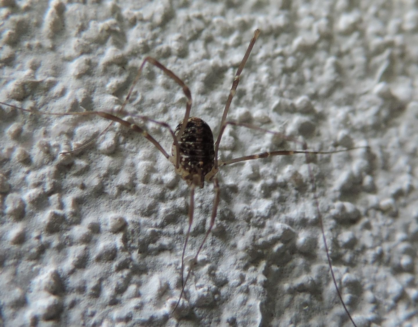 Nelima sp. - Sclerosomatidae