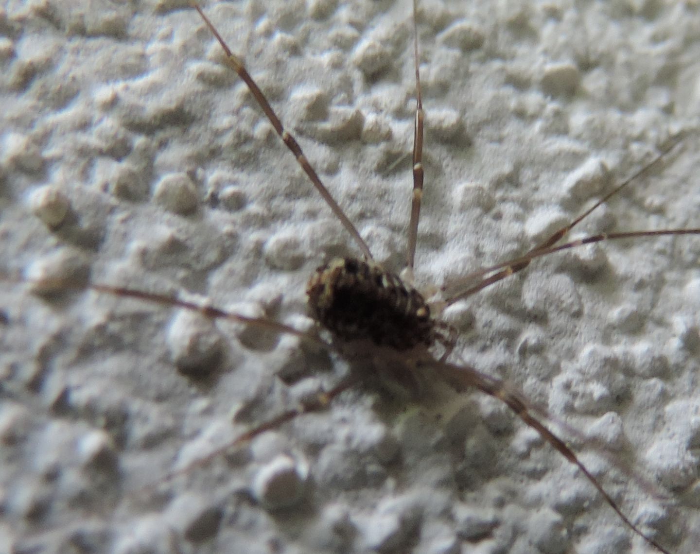 Nelima sp. - Sclerosomatidae