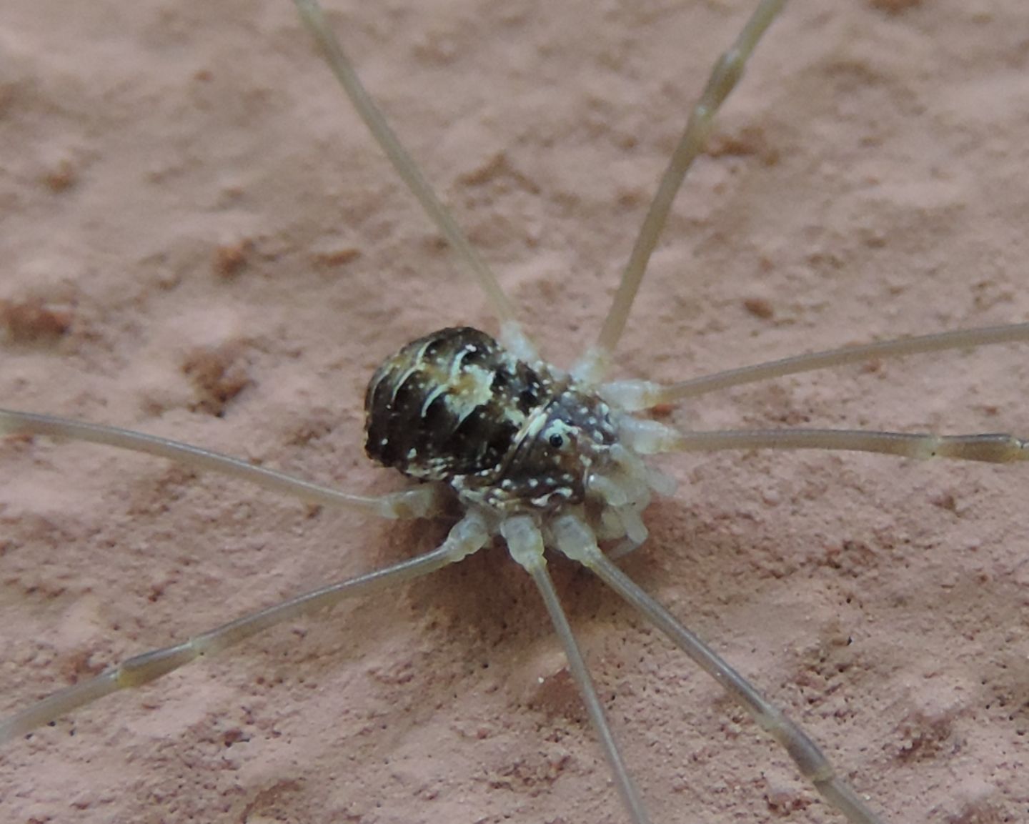 Leiobunum sp. - Sclerosomatidae