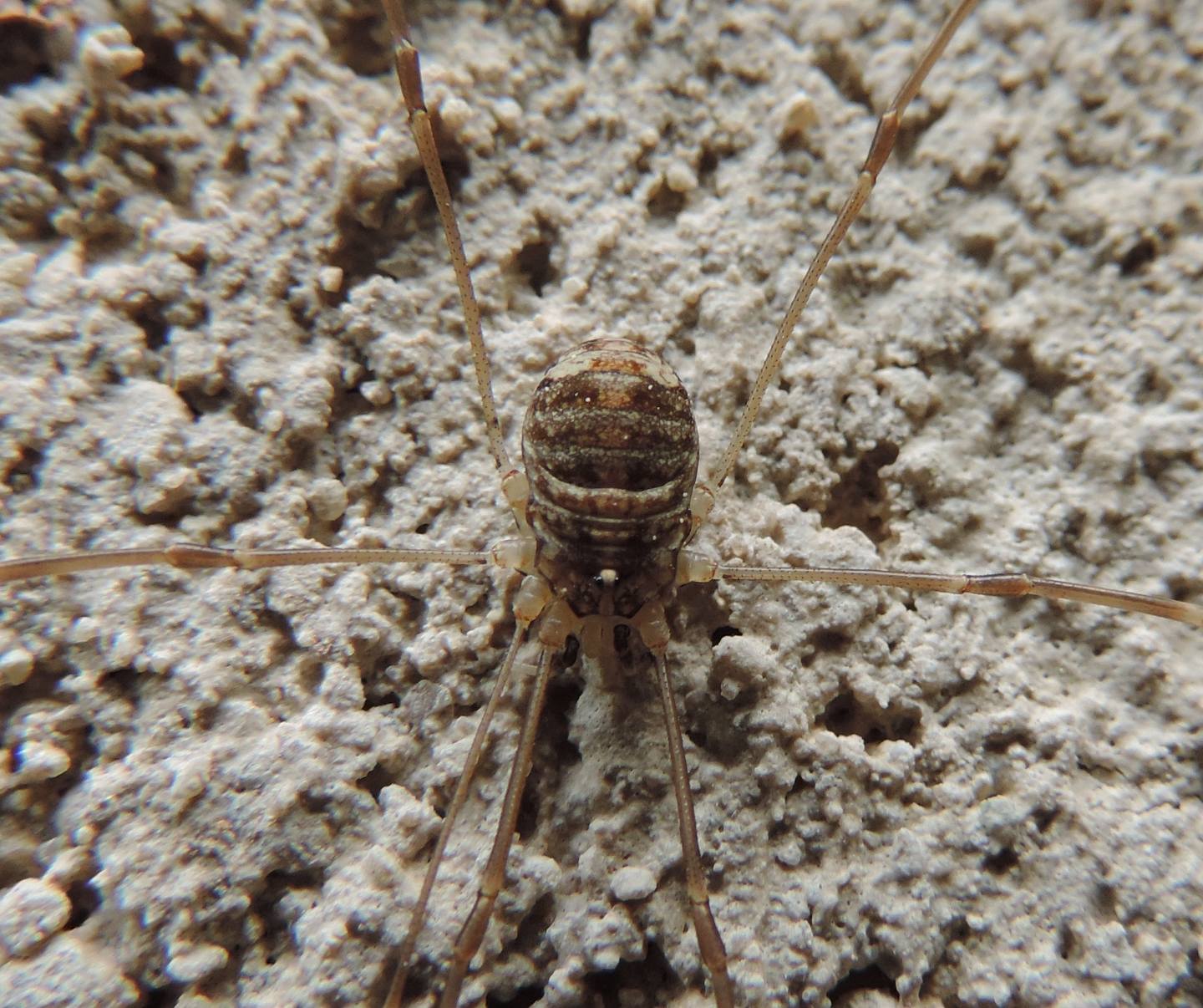 Nelima sp. - Sclerosomatidae