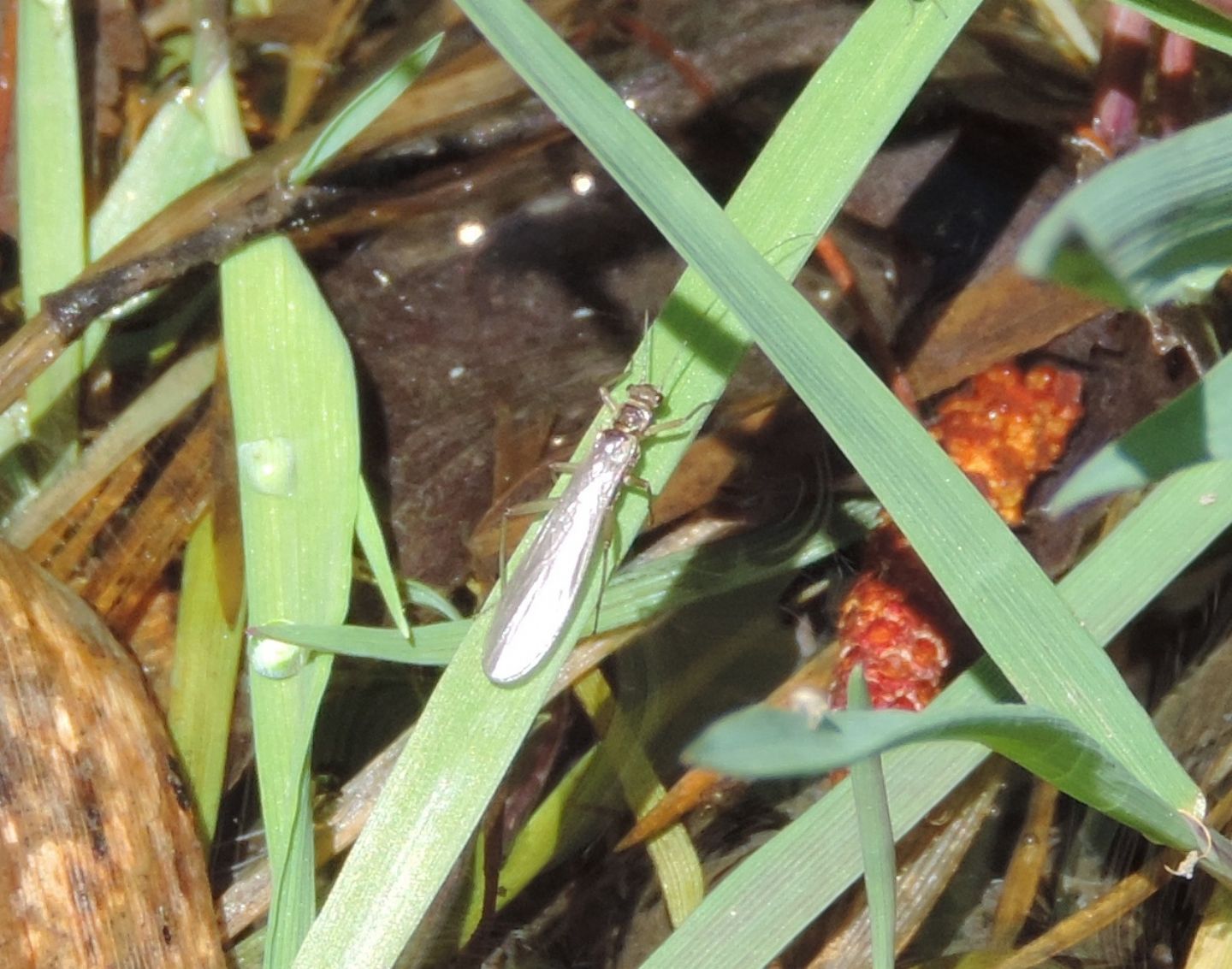 quali Plecotteri? Fam. Nemouridae