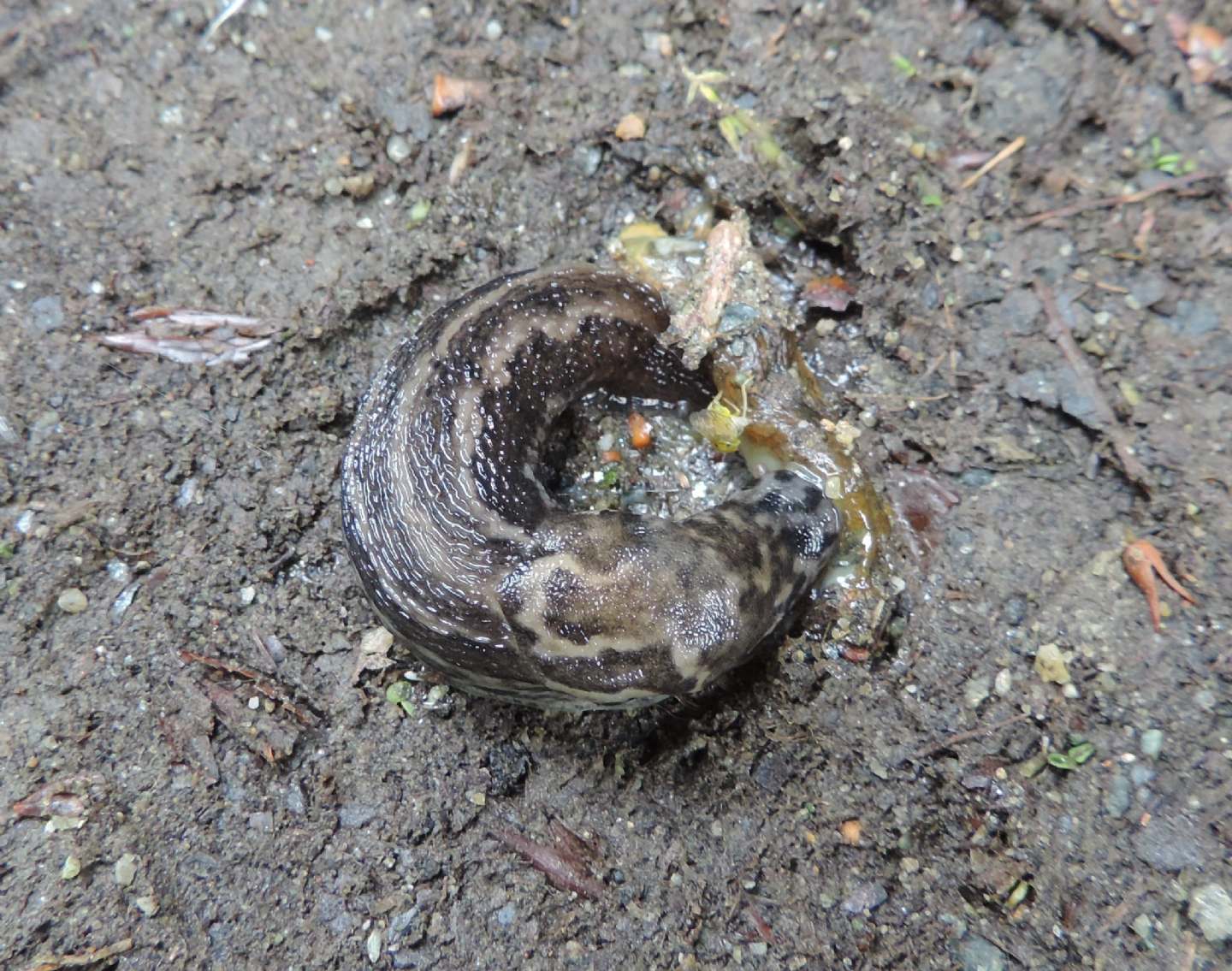 Quale Limax? Limax maximus