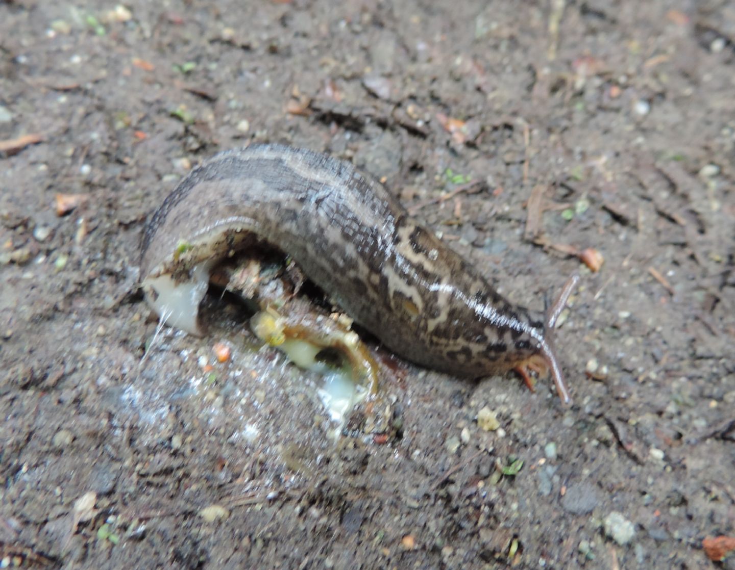 Quale Limax? Limax maximus