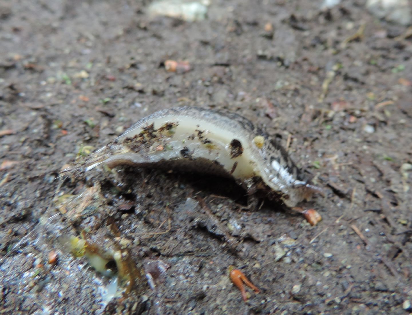 Quale Limax? Limax maximus