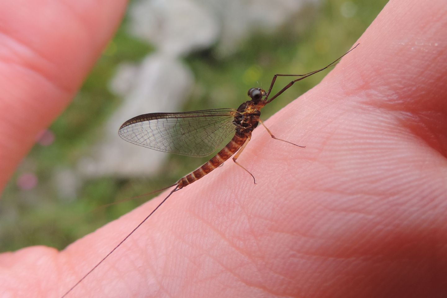 Ecdyonurus? No, Electrogena sp.