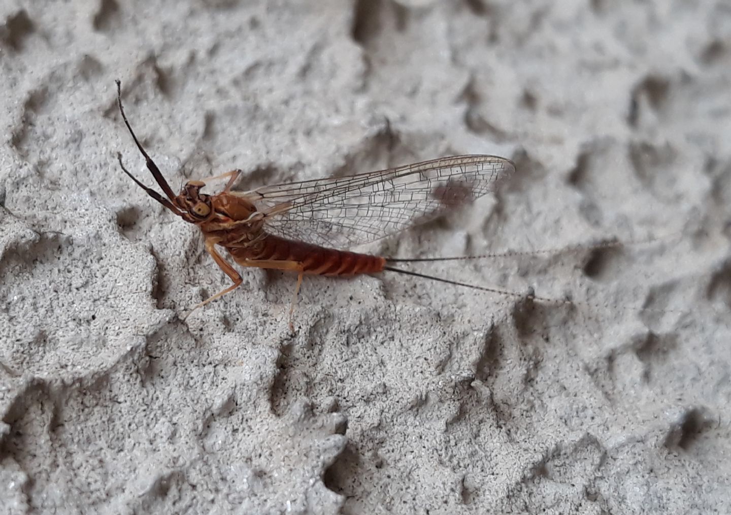 Effimera cittadina da identificare - Ecdyonurus sp.