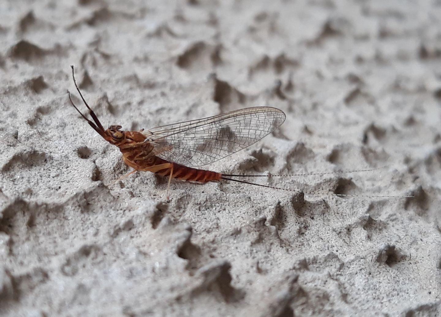 Effimera cittadina da identificare - Ecdyonurus sp.