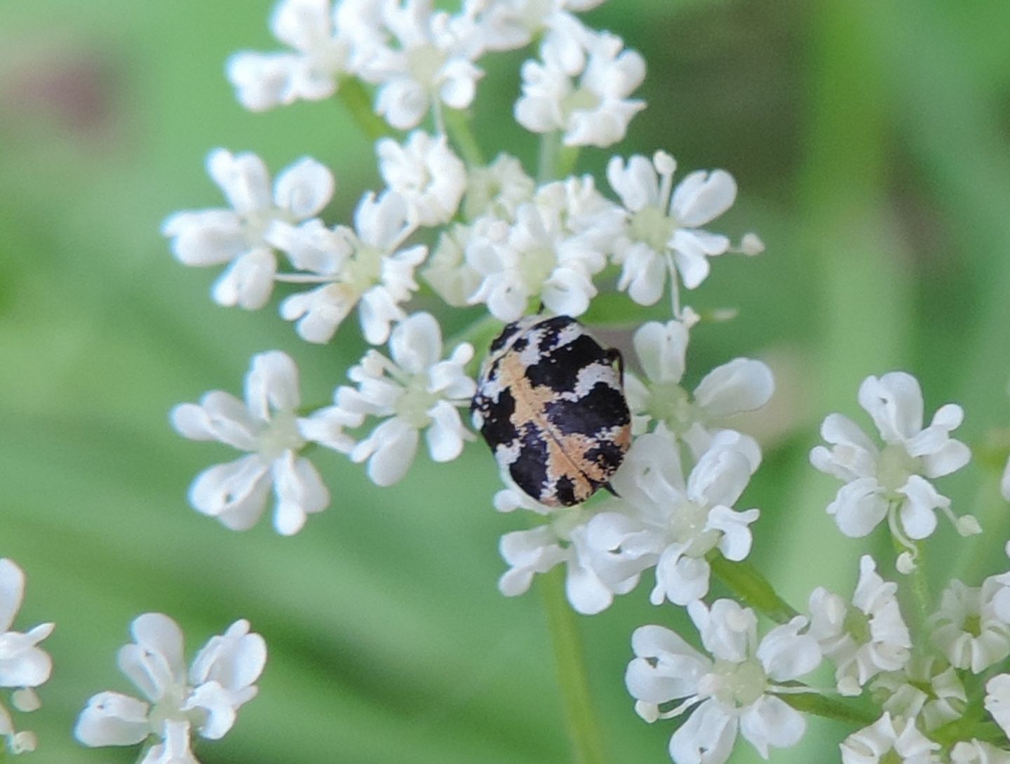 Dermestidae: Anthrenus scrophulariae? S.