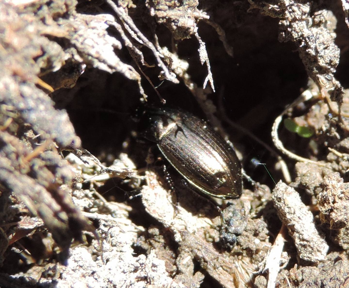 Carabidae:  Amara cfr. erratica