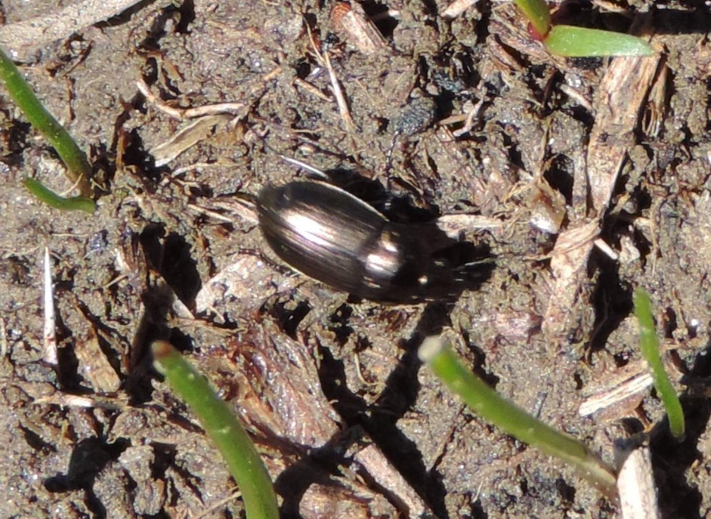 Carabidae:  Amara cfr. erratica