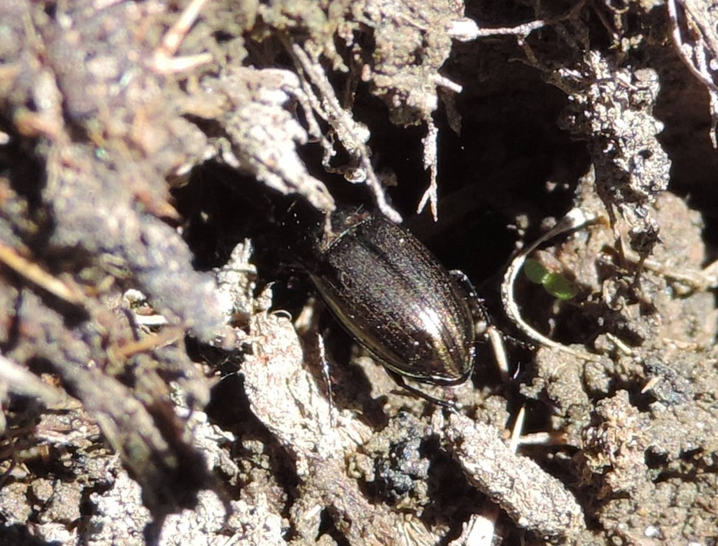 Carabidae:  Amara cfr. erratica