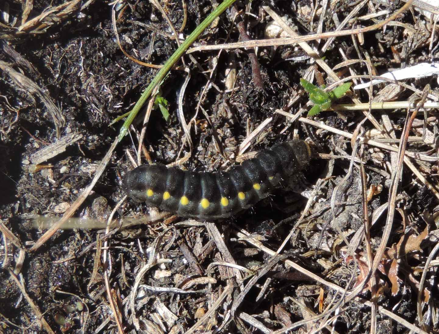 Bruco di Zygaena exulans?  S !