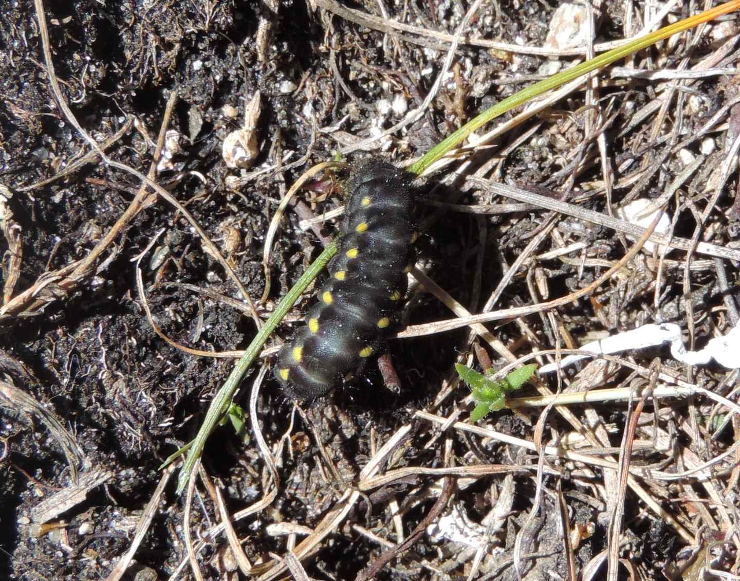 Bruco di Zygaena exulans?  S !