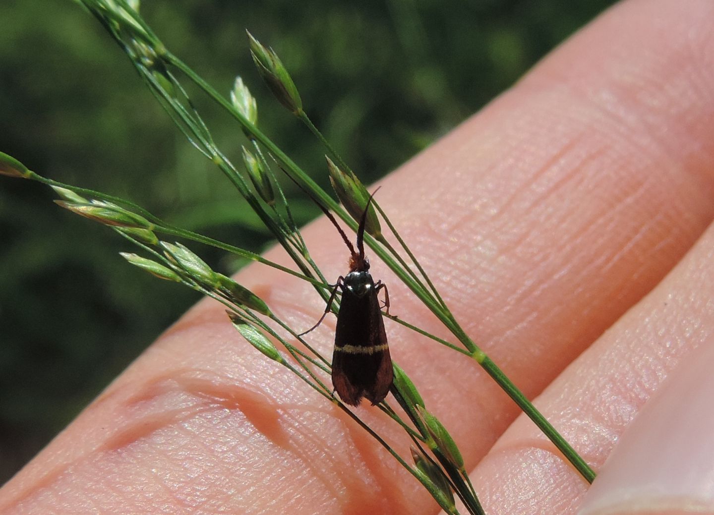 Adela australis?  S, femmina