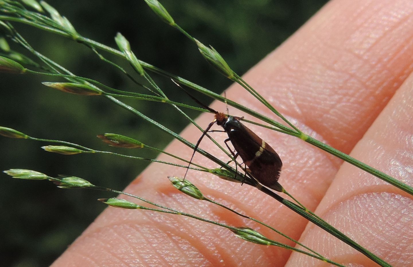 Adela australis?  S, femmina