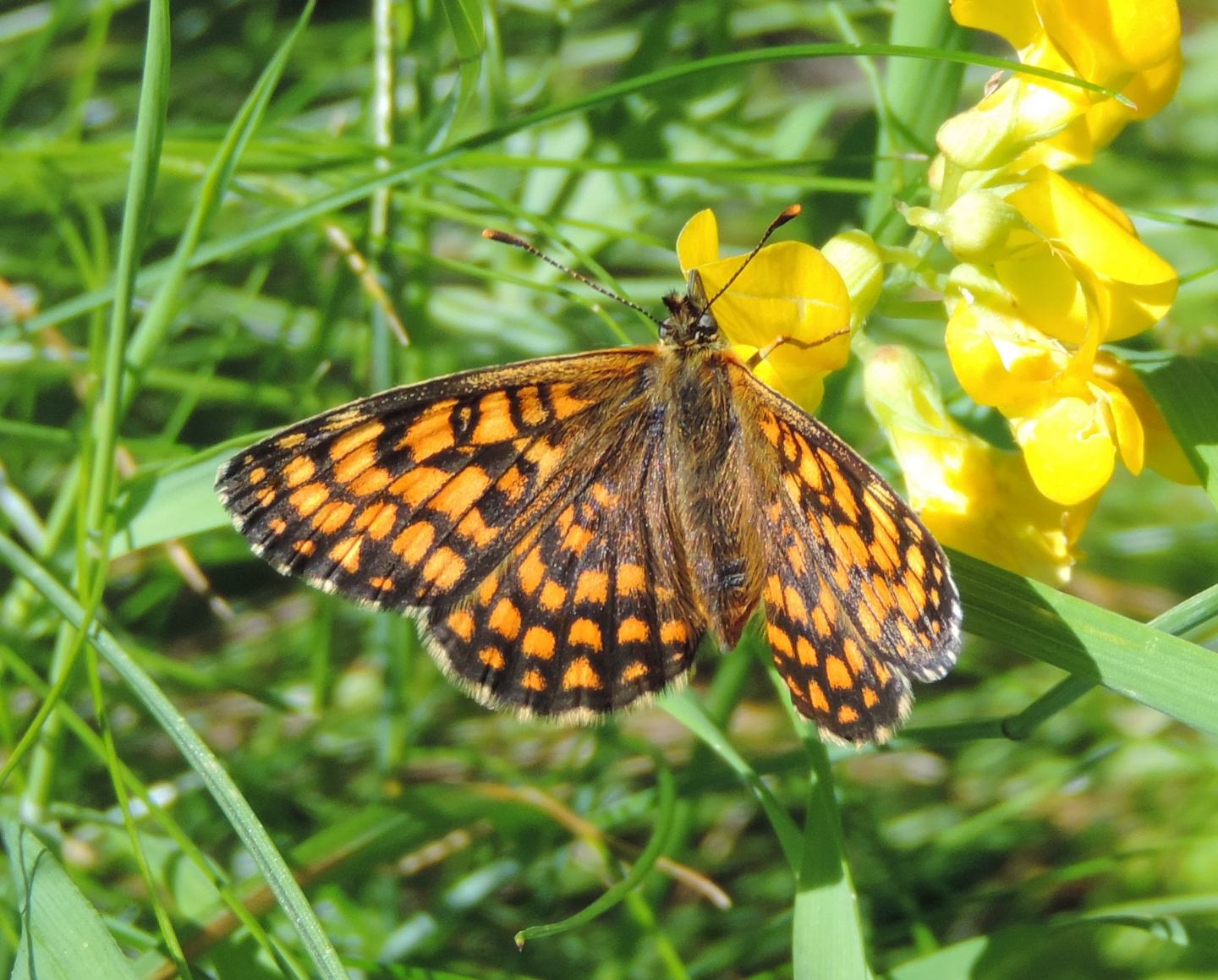 Melitaea nevadensis?  S !