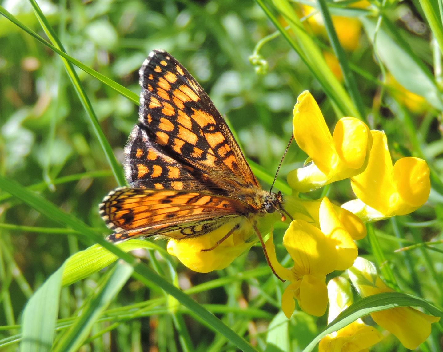 Melitaea nevadensis?  S !