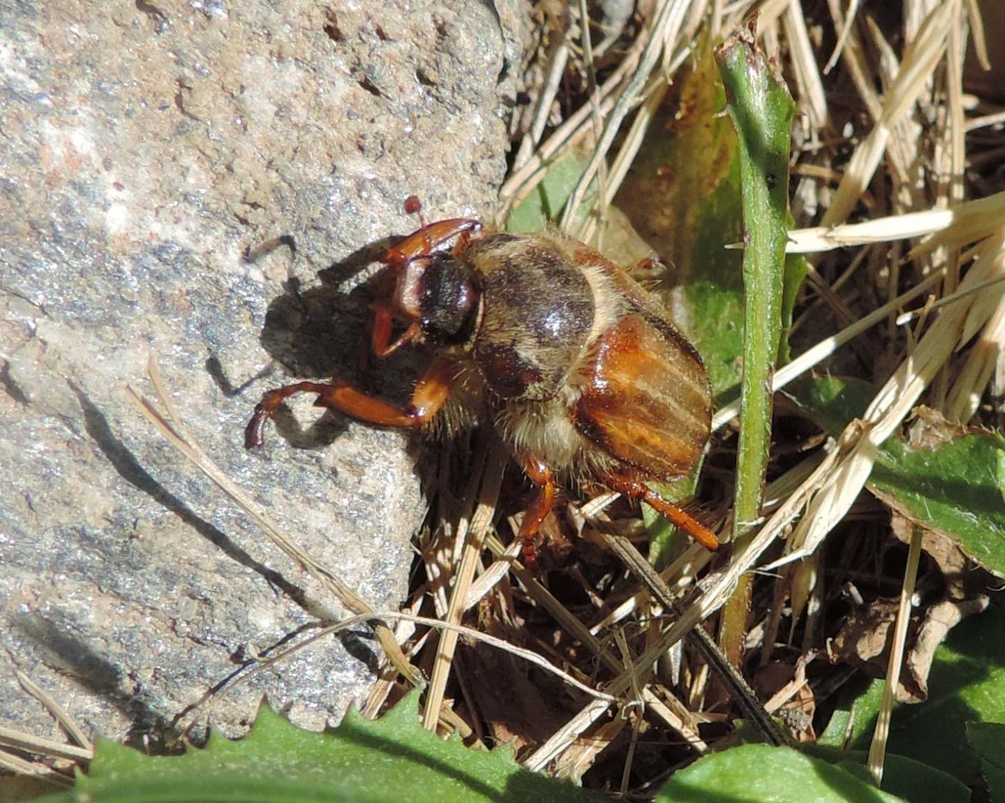 Melolonthidae: Amphimallon sp. (fuscum?)