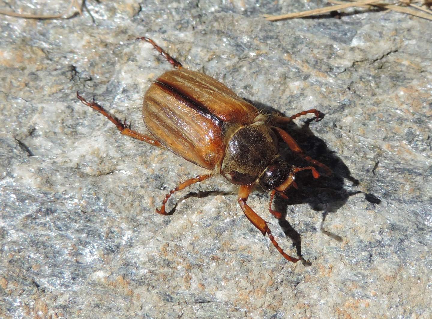 Melolonthidae: Amphimallon sp. (fuscum?)