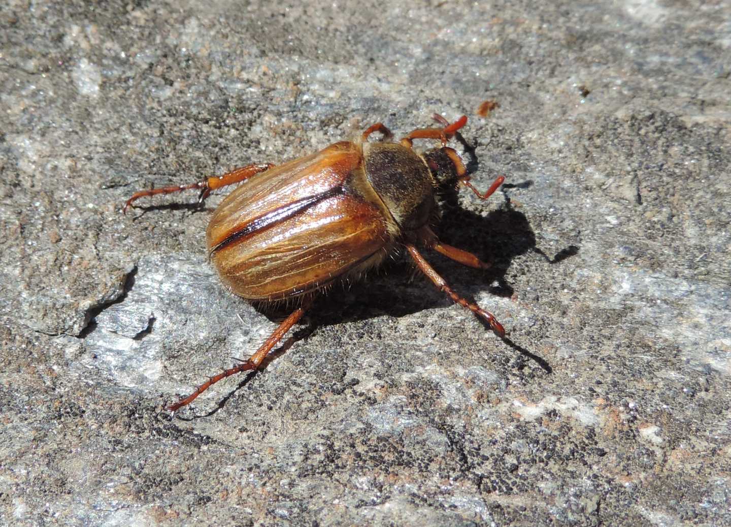 Melolonthidae: Amphimallon sp. (fuscum?)