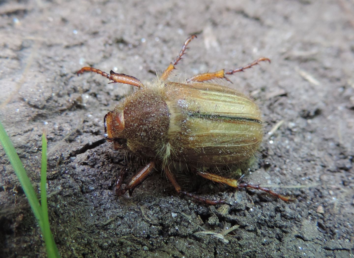 Melolonthidae: Amphimallon sp. (fuscum?)