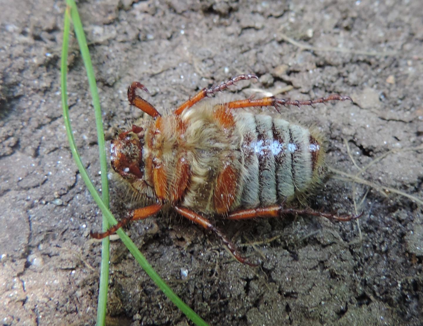 Melolonthidae: Amphimallon sp. (fuscum?)