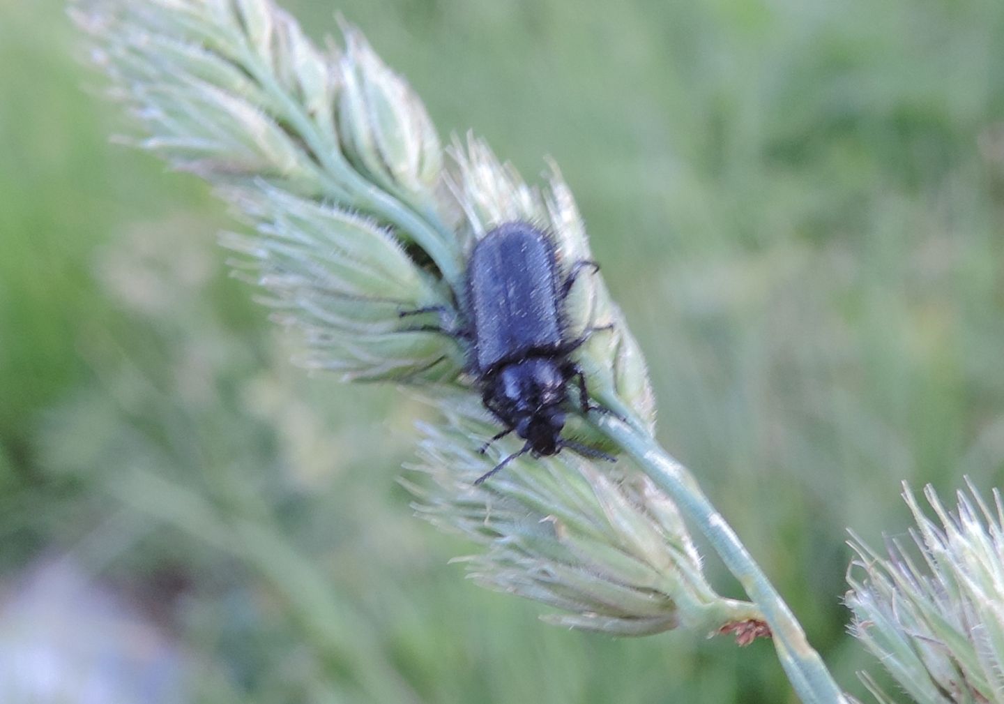 Dasytidae: Enicopus pilosus