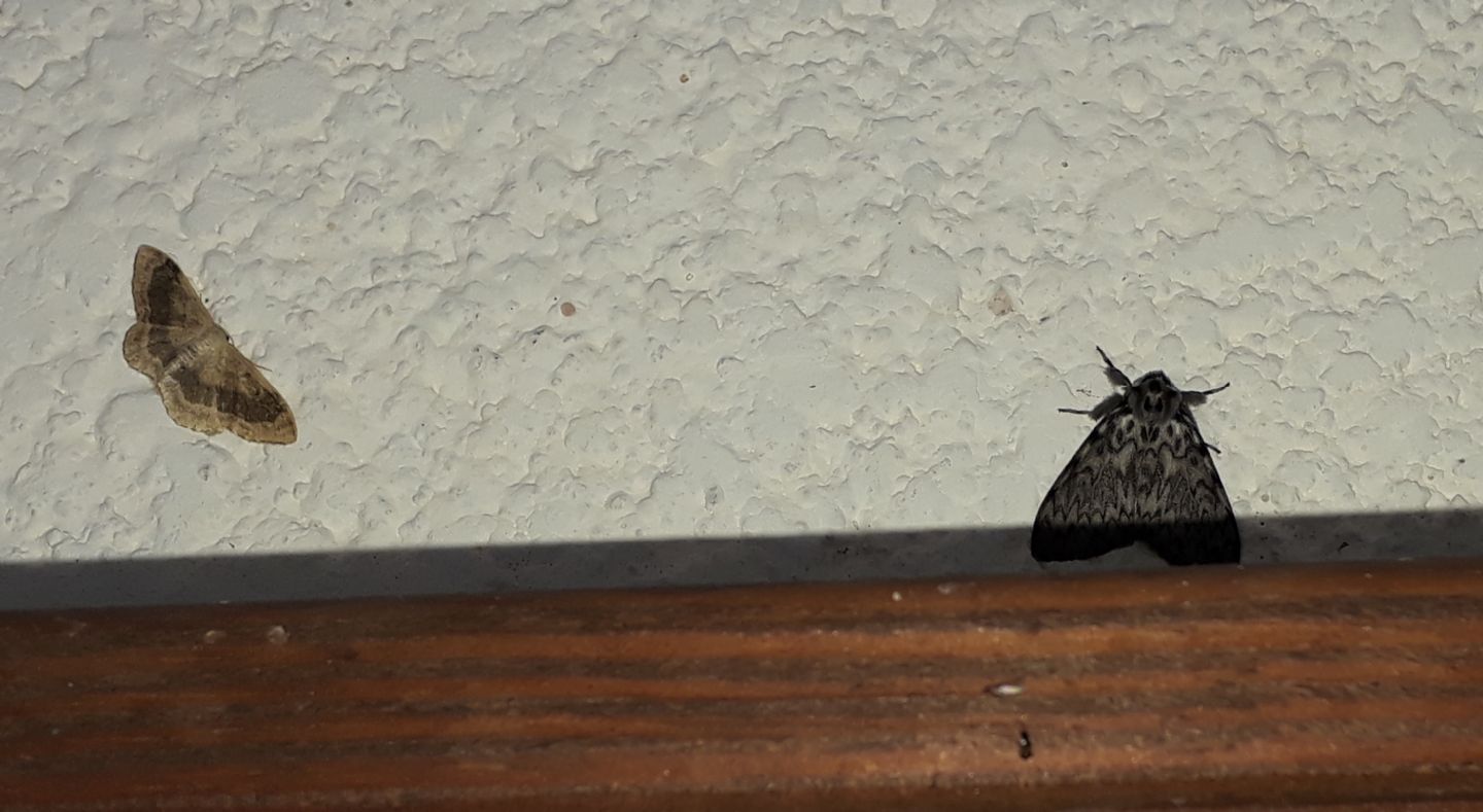 Coppia da identificare: Lymantria monacha e Idaea aversata