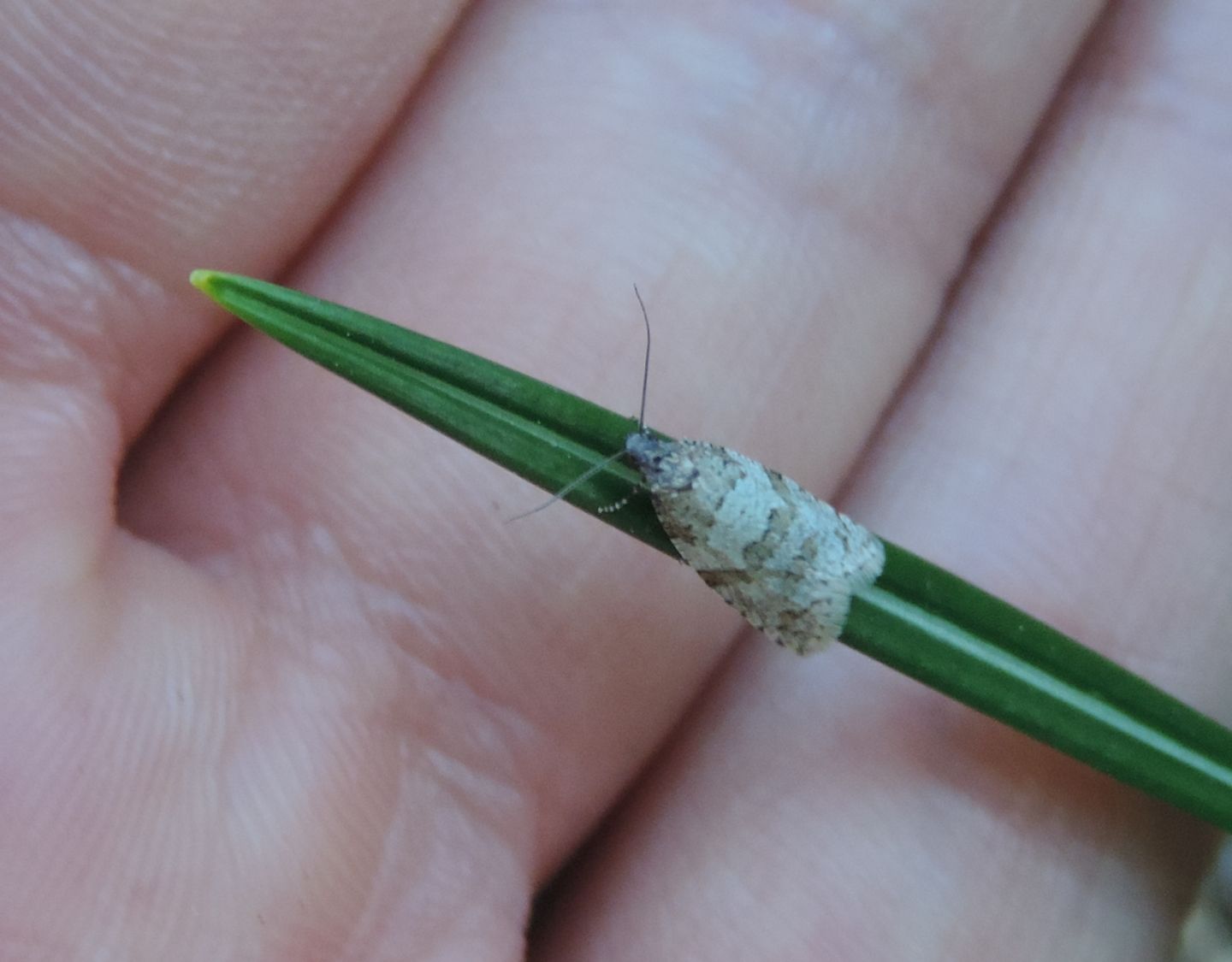 Isotrias stramentana?  No, Isotrias rectifasciana