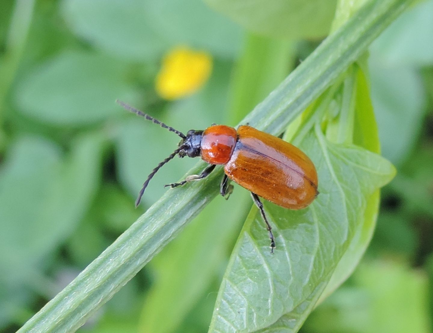 Chrysomelidae: Exosoma lusitanicum? Sì.