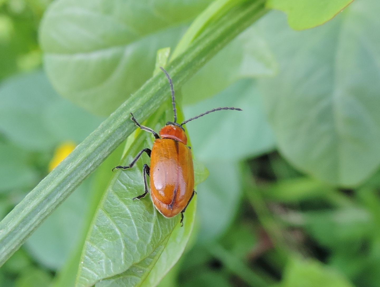 Chrysomelidae: Exosoma lusitanicum? Sì.