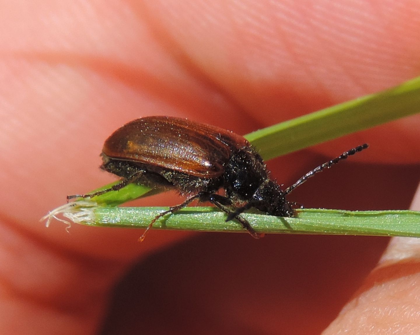 Tenebrionidae: Omophlus lepturoides? Omophlus sp.