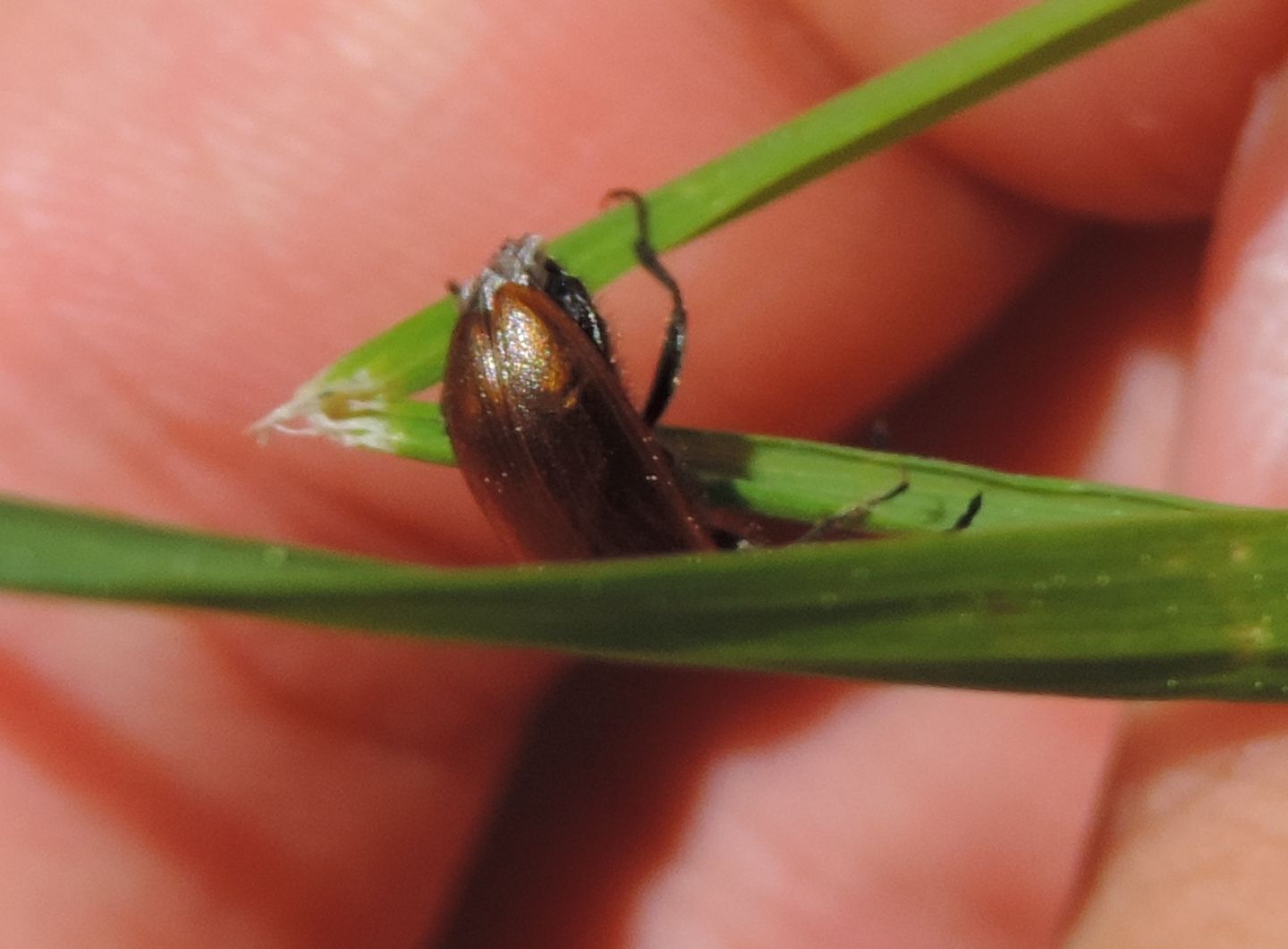 Tenebrionidae: Omophlus lepturoides? Omophlus sp.