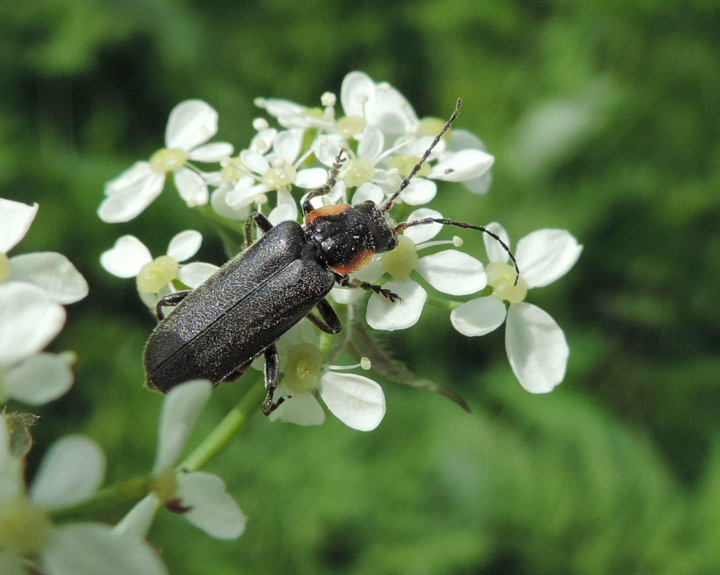 Cantharis paradoxa?... Cantharis sp. (C. obscura o liburnica o paradoxa)