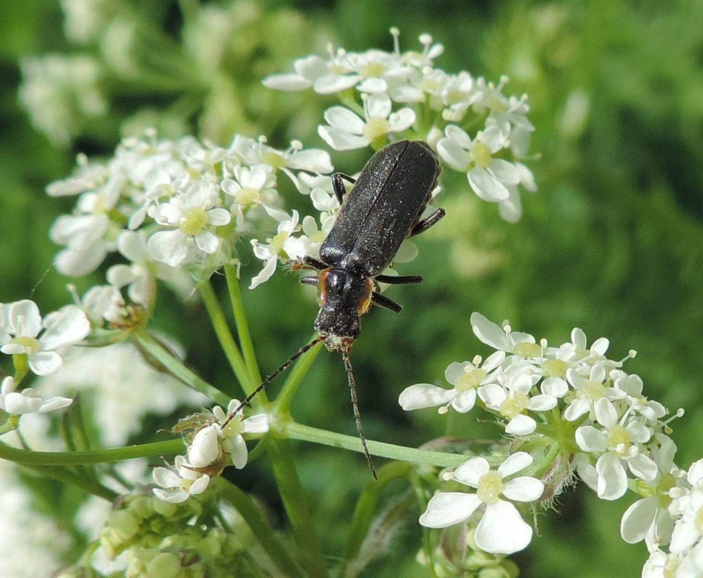 Cantharis paradoxa?... Cantharis sp. (C. obscura o liburnica o paradoxa)