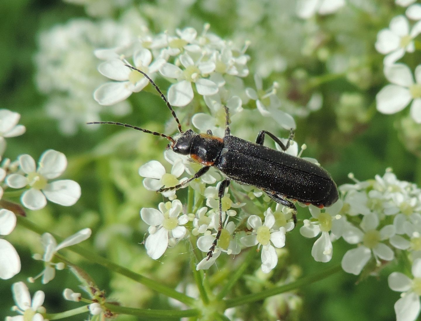 Cantharis paradoxa?... Cantharis sp. (C. obscura o liburnica o paradoxa)