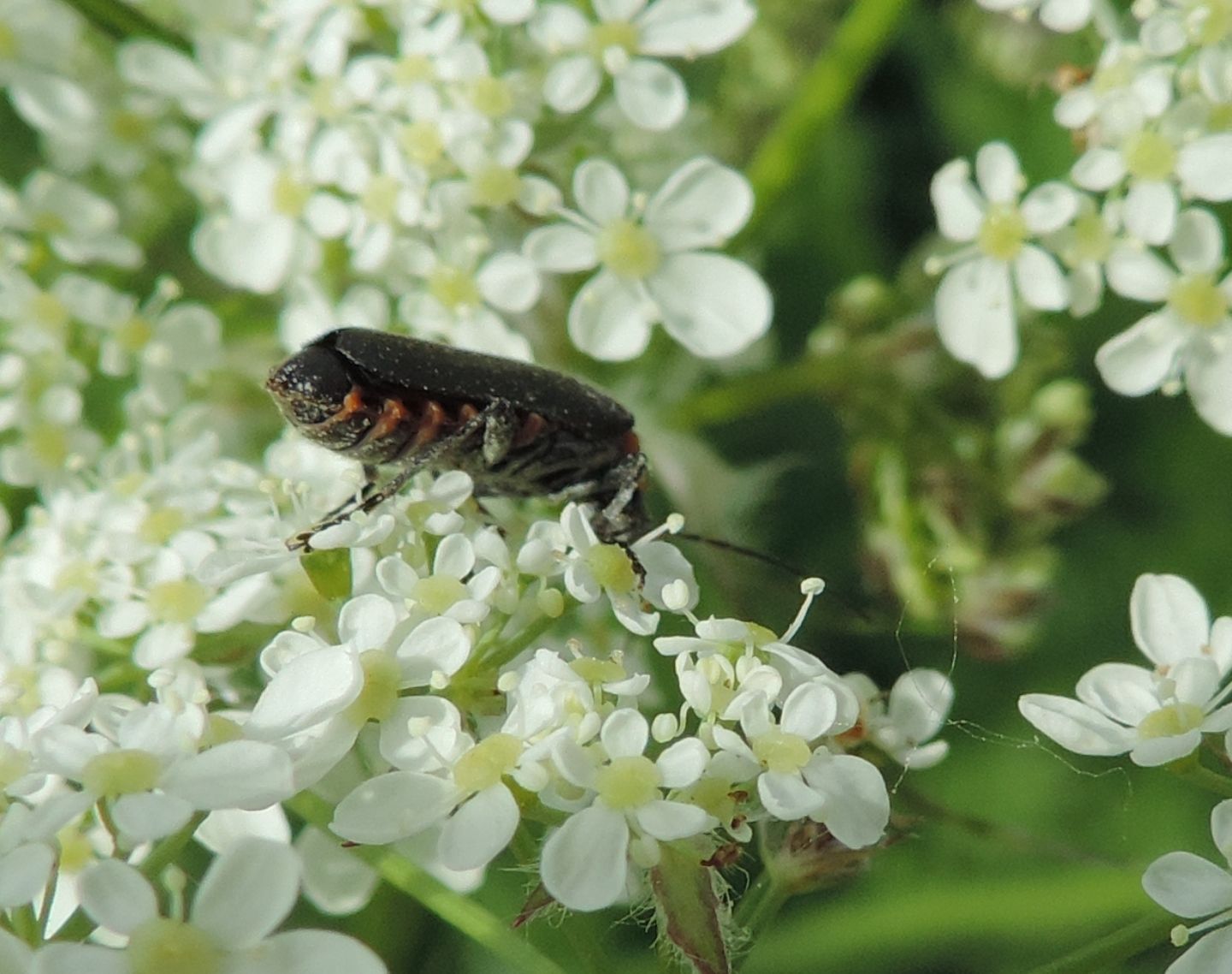 Cantharis paradoxa?... Cantharis sp. (C. obscura o liburnica o paradoxa)