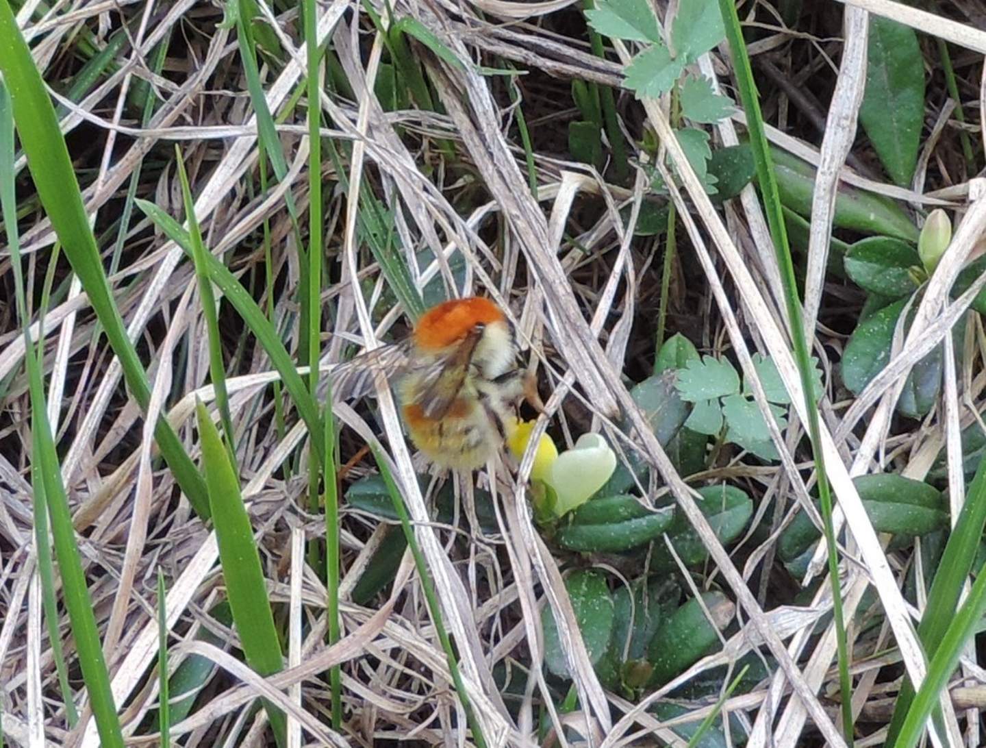 Bombus da identificare: Bombus (Thoracobombus) humilis quasimuscorum