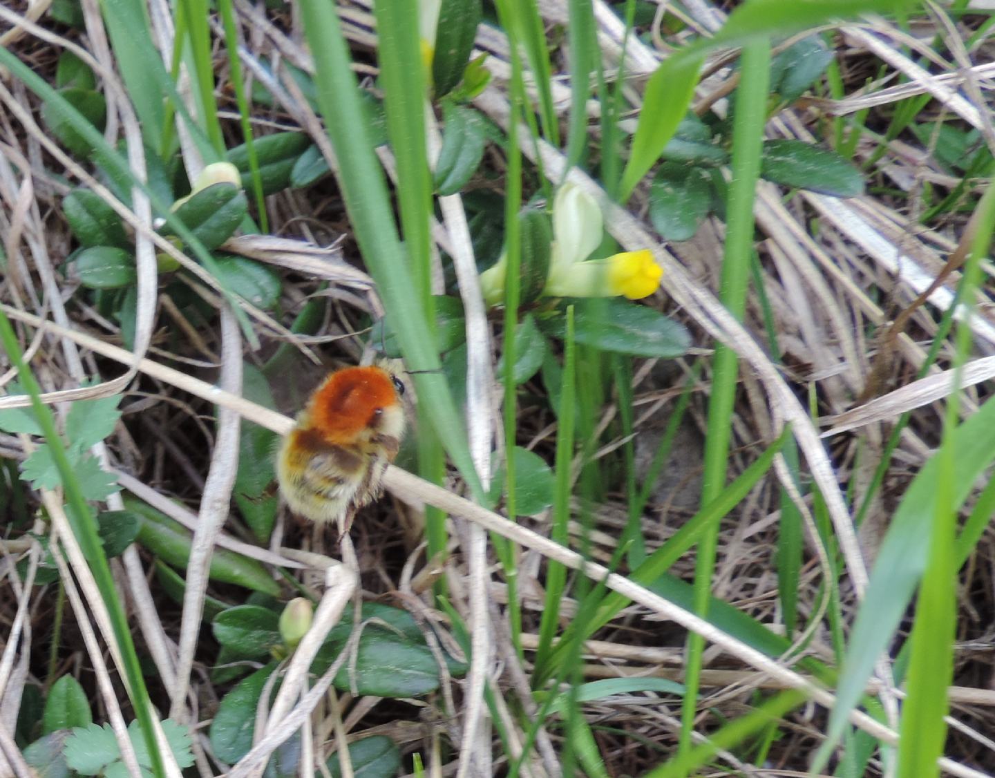 Bombus da identificare: Bombus (Thoracobombus) humilis quasimuscorum